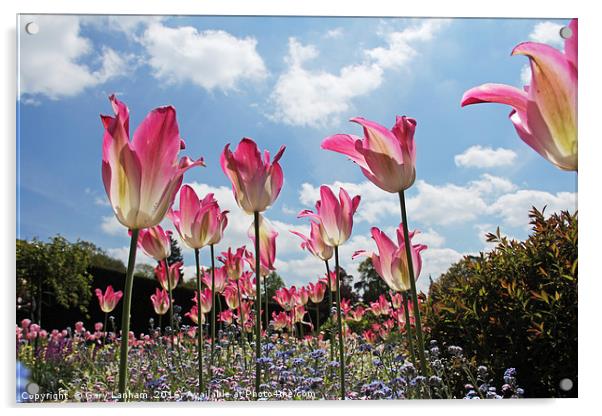 Skyline Tulips Acrylic by Gary Lanham