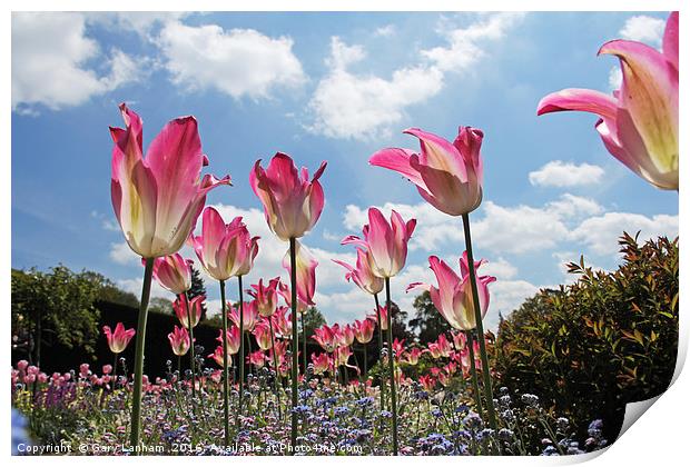 Skyline Tulips Print by Gary Lanham