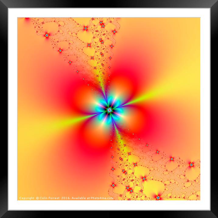 Floral Sprays in Red and Yellow Framed Mounted Print by Colin Forrest