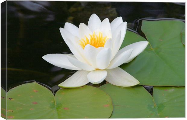 White water lily Canvas Print by Ruth Hallam