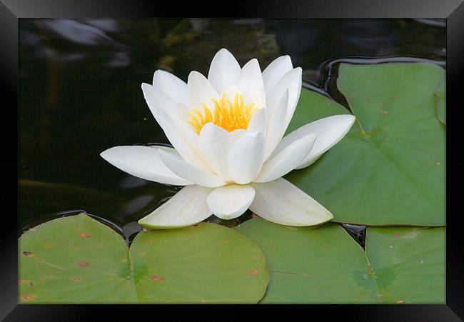 White water lily Framed Print by Ruth Hallam