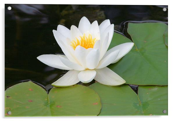 White water lily Acrylic by Ruth Hallam