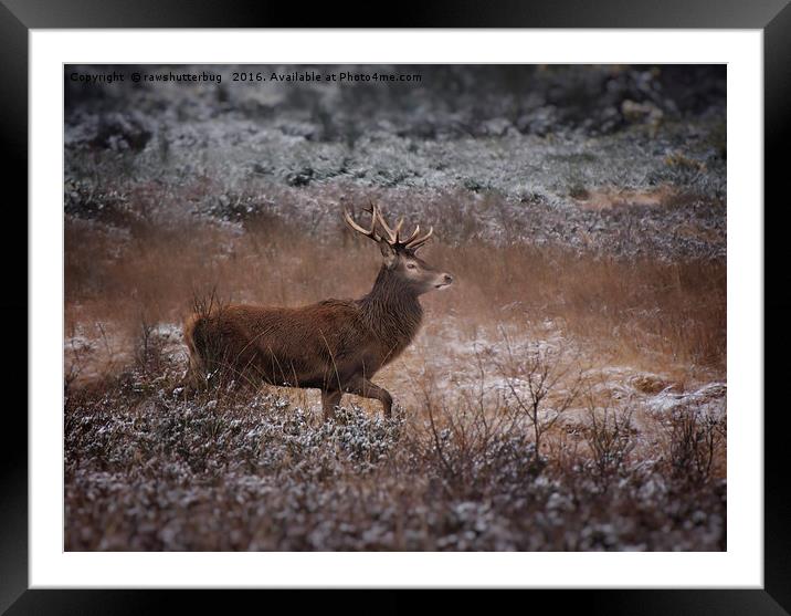 Wild Red Deer Stag Framed Mounted Print by rawshutterbug 