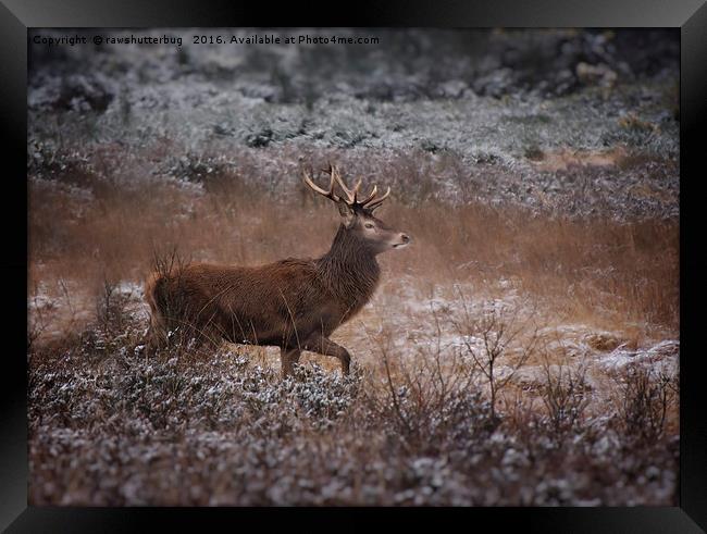 Wild Red Deer Stag Framed Print by rawshutterbug 