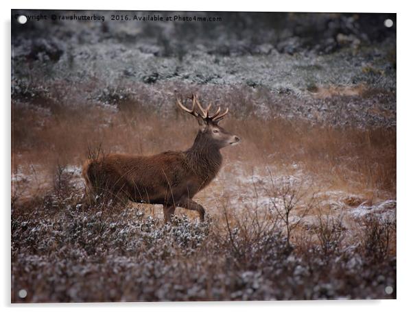 Wild Red Deer Stag Acrylic by rawshutterbug 