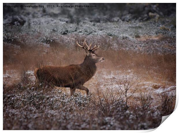 Wild Red Deer Stag Print by rawshutterbug 