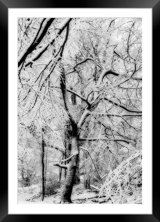 Snowbound Beech Framed Mounted Print by David Tinsley