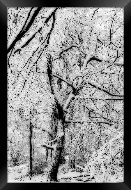 Snowbound Beech Framed Print by David Tinsley