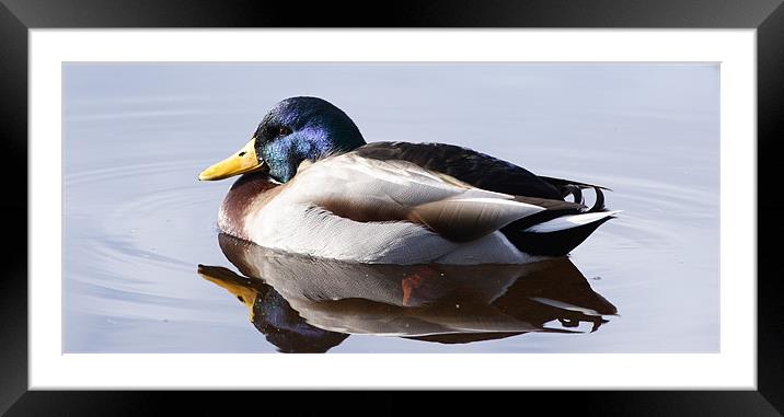 Duck Framed Mounted Print by James Buckle