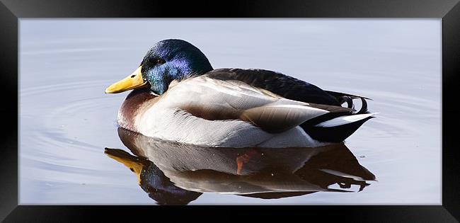 Duck Framed Print by James Buckle