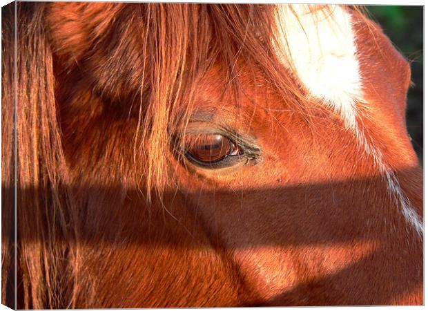 A Close up Horse Canvas Print by Jackson Photography