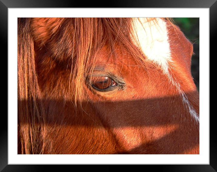 A Close up Horse Framed Mounted Print by Jackson Photography