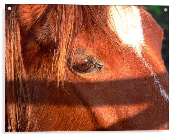 A Close up Horse Acrylic by Jackson Photography