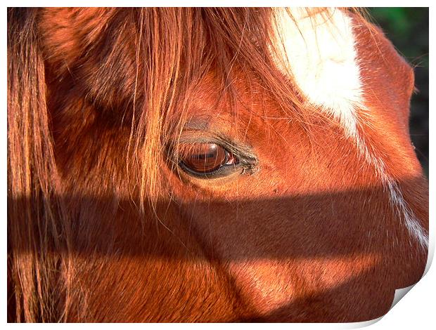 A Close up Horse Print by Jackson Photography