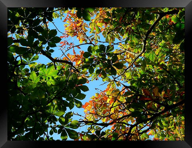 Leafy Sunny day Tree Framed Print by Jackson Photography