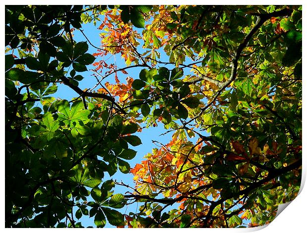 Leafy Sunny day Tree Print by Jackson Photography