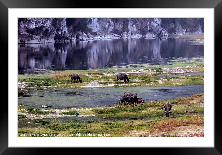 Water Buffalo on the Li River China Framed Mounted Print by Lynn Bolt