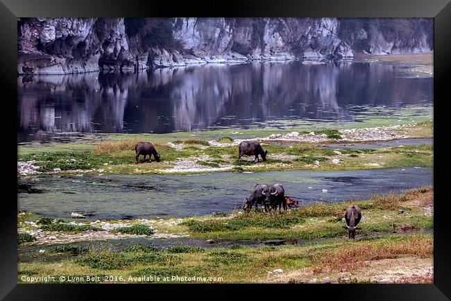Water Buffalo on the Li River China Framed Print by Lynn Bolt