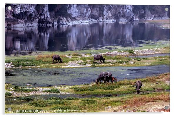 Water Buffalo on the Li River China Acrylic by Lynn Bolt