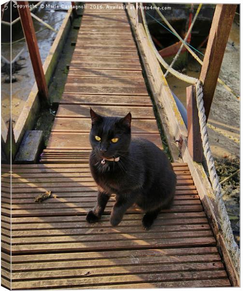 The Boat House Cat Canvas Print by Marie Castagnoli
