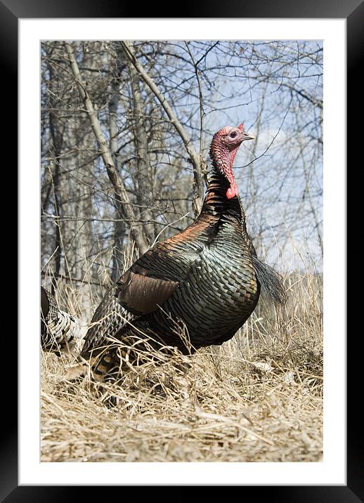 Turkey Tom Framed Mounted Print by Gary Beeler