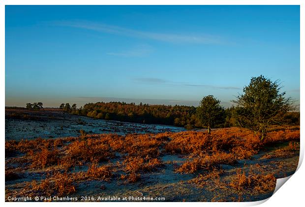 New Forest A beautiful start to the day fabulous g Print by Paul Chambers