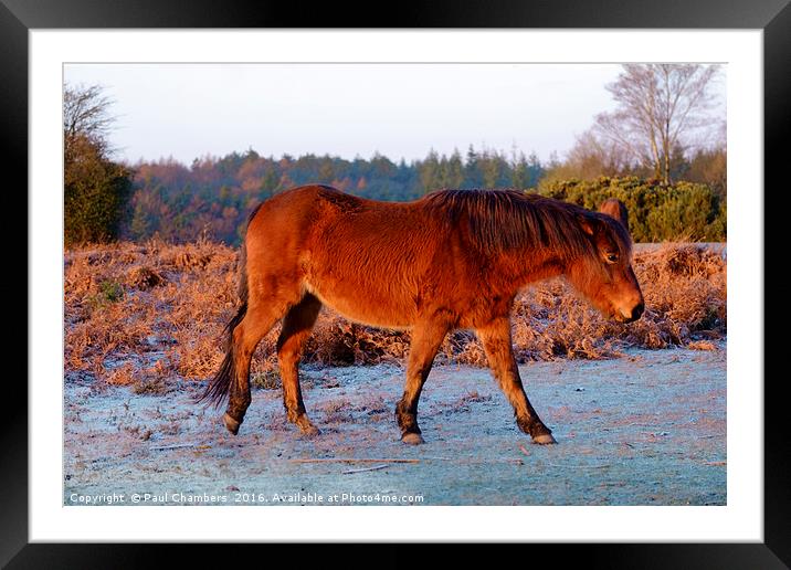 New Forest Pony. Framed Mounted Print by Paul Chambers
