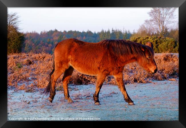 New Forest Pony. Framed Print by Paul Chambers