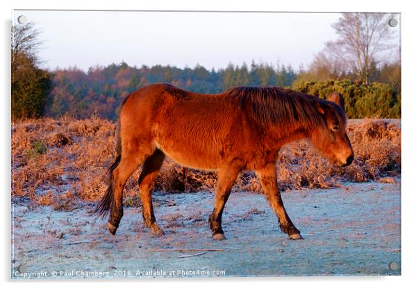 New Forest Pony. Acrylic by Paul Chambers