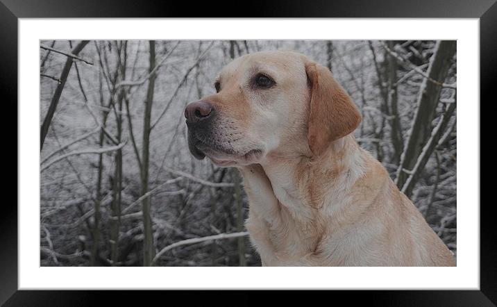 Golden Labrador, dog                               Framed Mounted Print by Sue Bottomley