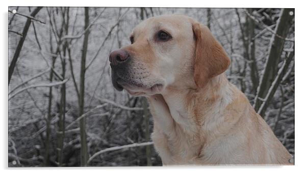 Golden Labrador, dog                               Acrylic by Sue Bottomley