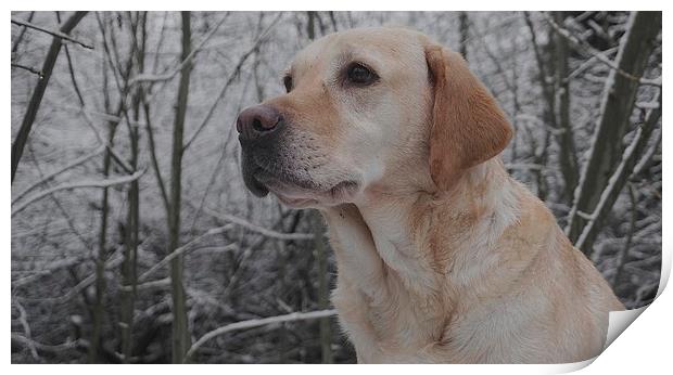 Golden Labrador, dog                               Print by Sue Bottomley