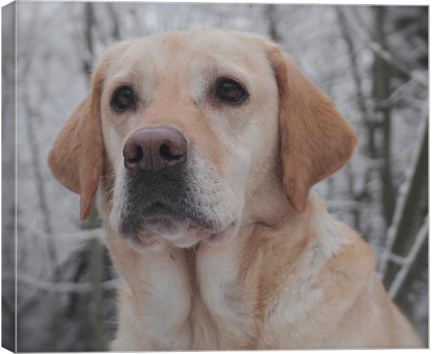 The face of a Golden Labrador Dog                  Canvas Print by Sue Bottomley