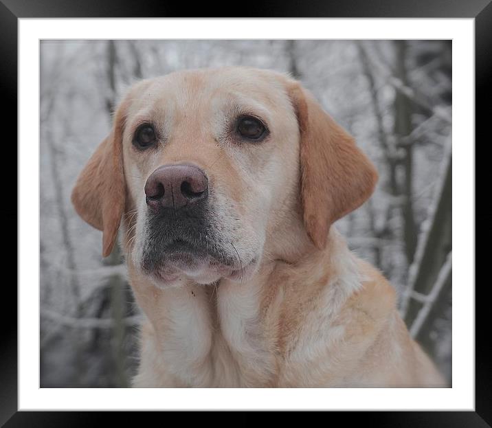 The face of a Golden Labrador Dog                  Framed Mounted Print by Sue Bottomley