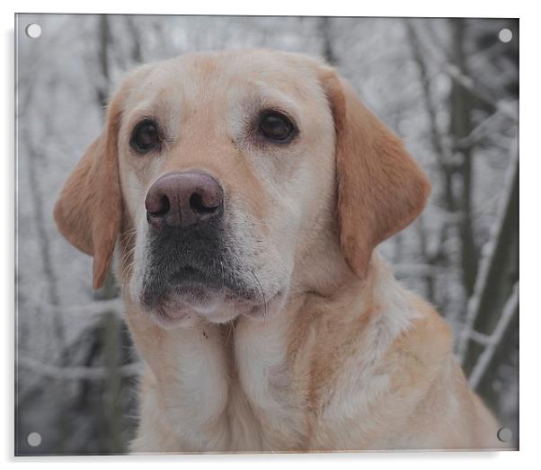 The face of a Golden Labrador Dog                  Acrylic by Sue Bottomley