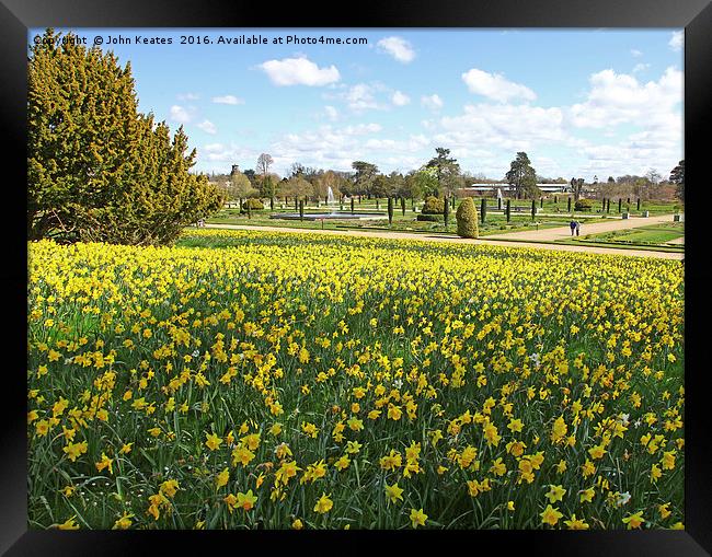 Spring Daffodils at Trentham Gardens Stoke on Tren Framed Print by John Keates