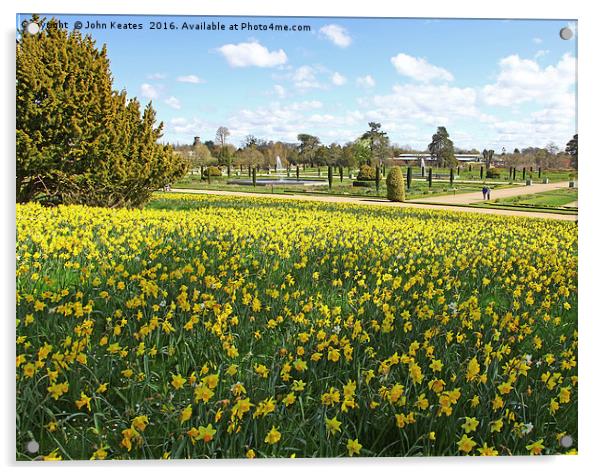 Spring Daffodils at Trentham Gardens Stoke on Tren Acrylic by John Keates