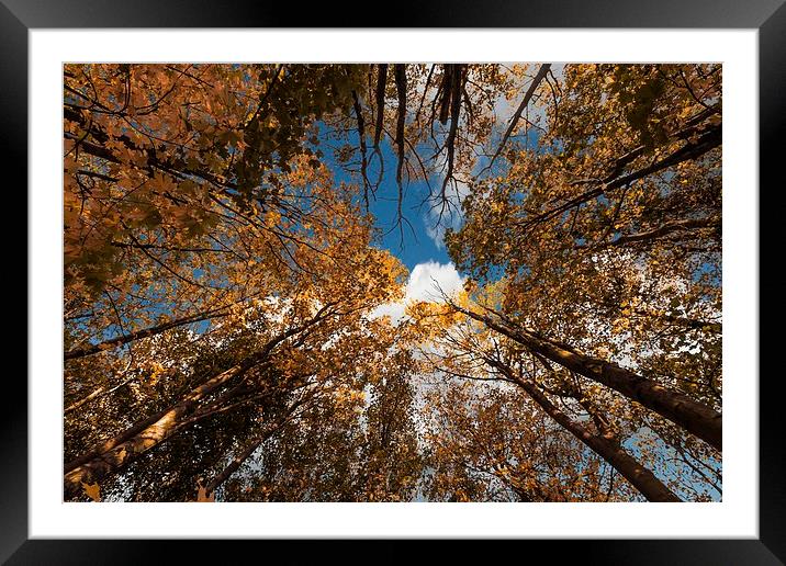 Sky through trees Framed Mounted Print by Stephen Giles
