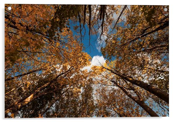 Sky through trees Acrylic by Stephen Giles