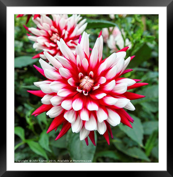 The red and white petals of a 'Rebecca's World' da Framed Mounted Print by John Keates