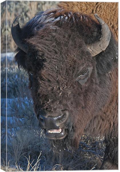 Bison Canvas Print by Gary Beeler