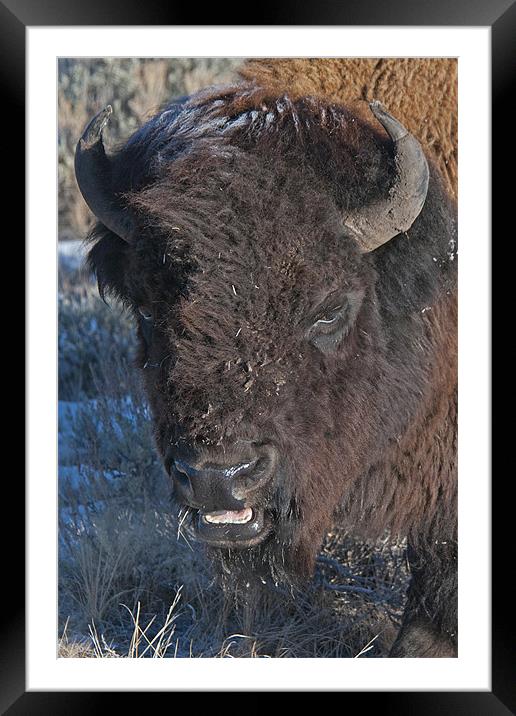 Bison Framed Mounted Print by Gary Beeler