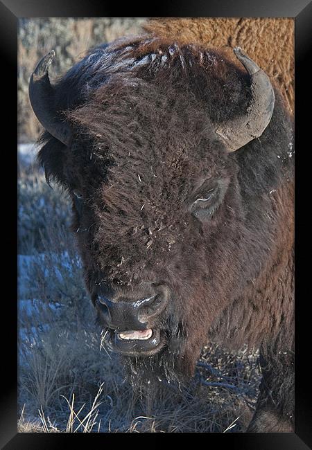 Bison Framed Print by Gary Beeler