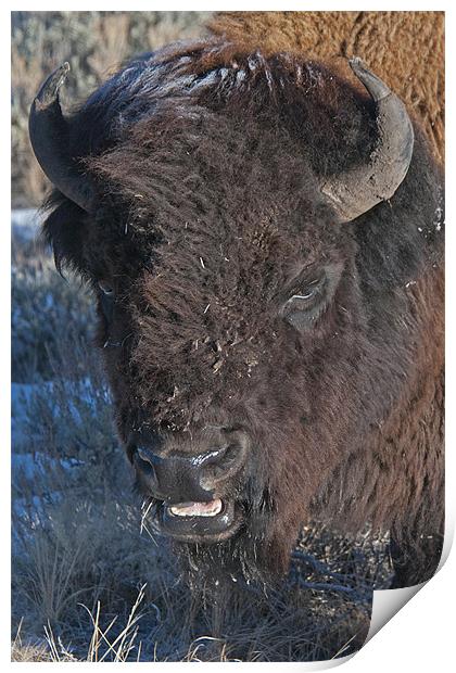Bison Print by Gary Beeler