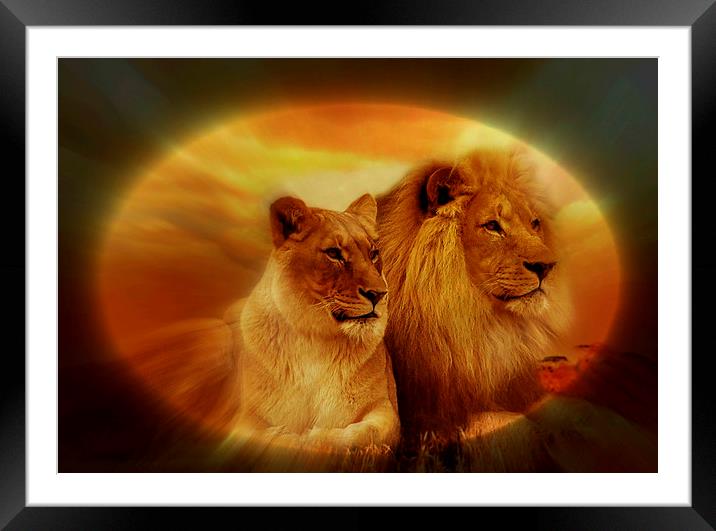 in the spotlight Framed Mounted Print by sue davies