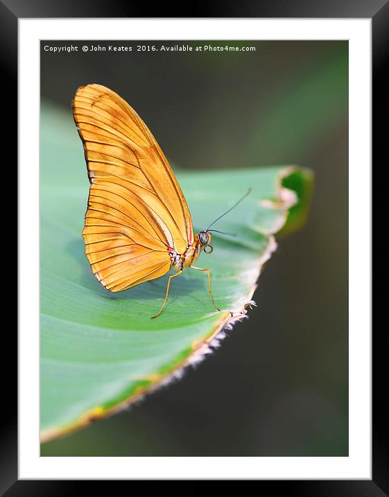 A Julia butterfly (Dryas iulia) Framed Mounted Print by John Keates
