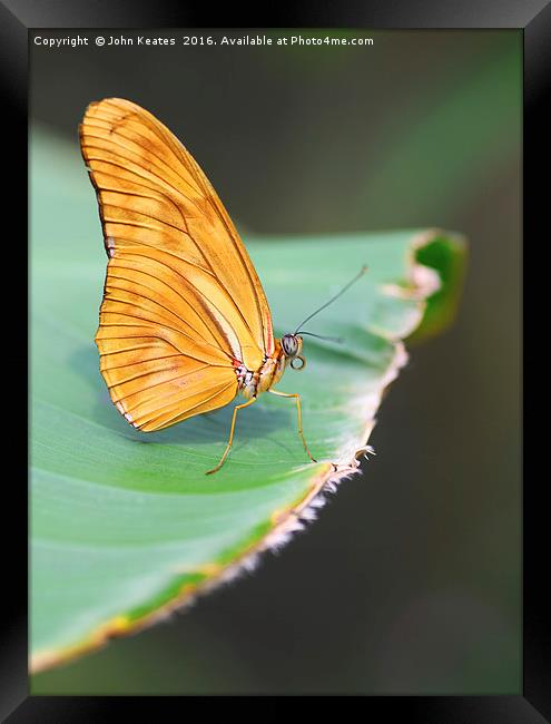 A Julia butterfly (Dryas iulia) Framed Print by John Keates