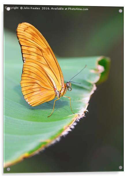 A Julia butterfly (Dryas iulia) Acrylic by John Keates