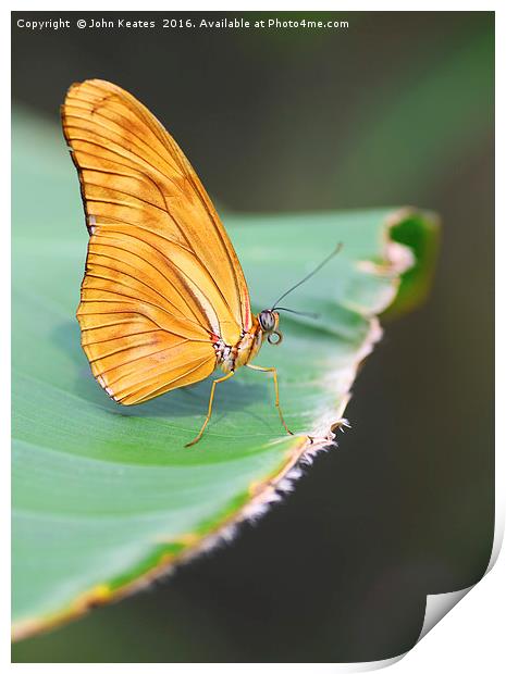A Julia butterfly (Dryas iulia) Print by John Keates