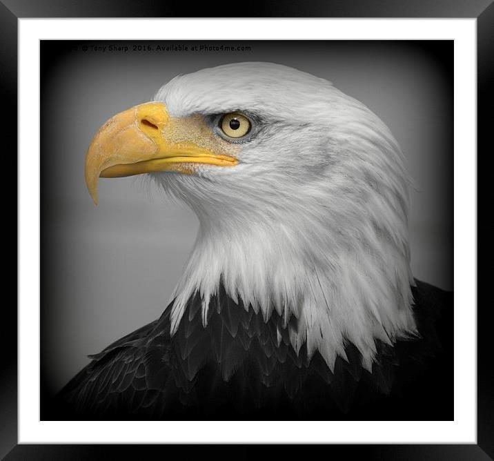 American Bald Eagle (Haliaeetus leucocephalus) Framed Mounted Print by Tony Sharp LRPS CPAGB